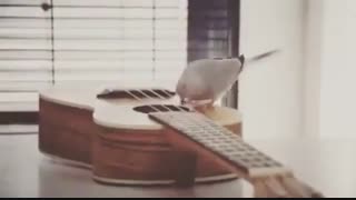 پرنده ای که گیتار میزنه!!!