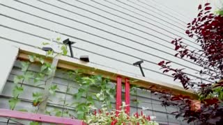 باغبانی در شهر و آپارتمان