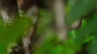 فصل دوم مستند سیاره زمین 2(قسمت سوم Jungles)