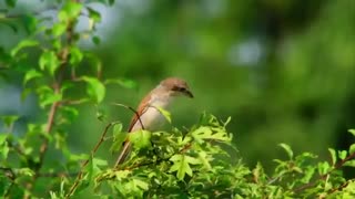 بهترین و زیبا ترین فیلمبردای ازحیاط وحش-حیوانات-پرندگان