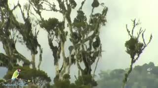 شکارجوجه  پرنده در لانه توسط مار