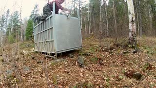 حیوانات بزرگ-ببر سیبری