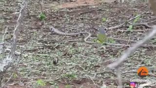 جدال پرنده و یک مار ( بسیار دیدنی )