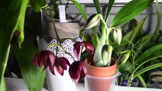 تایم لپس-گل ارکیده