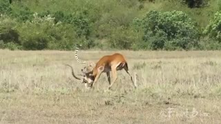 لحظه شکار آهو توسط  یوزپلنگ