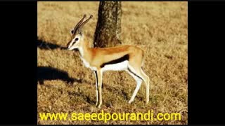 قرار عاشقی توکل بر خدایت کن #سعید پورندی