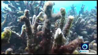 نابودی بزرگ‌ترین صخرۀ مرجانی جهان در استرالیا