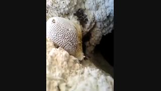 فروش عسل کوهستان،وحشی،طبیعی،مرغوب