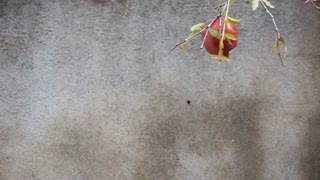 برگ های پاییزی-فیلم کوتاه