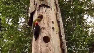 مار در مقابل عقاب