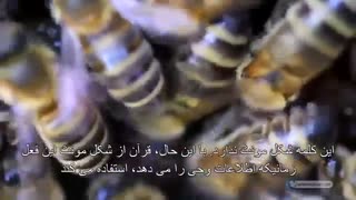 اعجاز قرآن - زنبور ماده