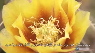 اعجاز قرآن - مادگی و نرینگی در گیاهان