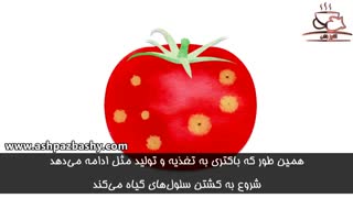 آیا می توان میوه ها و سبزیجات لکه دار را خورد؟