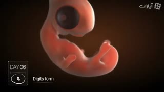 تکامل جنین درتخم مرغ