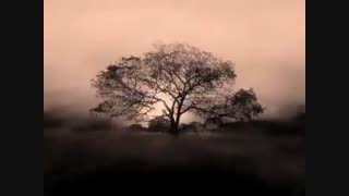 دکلمه شاملو