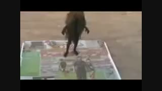 کشف کوتوله‌های ایرانی‌ در روستای سوادکوه استان مازندران