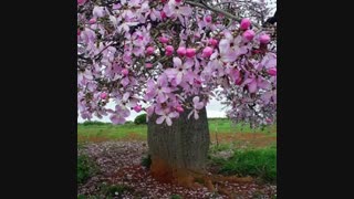 سلام..کسی منو یادشـــــــــــه؟؟؟؟