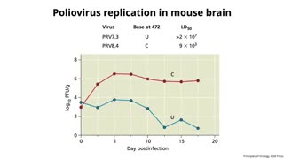 مکانیسم پاتوژنز ویروسها :|