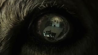 تریلر فیلم سینمایی "درمانی برای سلامتی " " A Cure For Wellness" همراه با زیرنویس