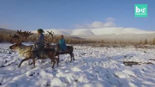 گوزن های شمالی در هوای برفی مغولستان !!