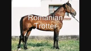 معرفی نژاد های برتر اسب