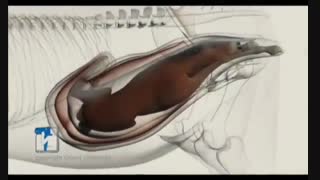 فیلم زایمان  و سزارین اسب