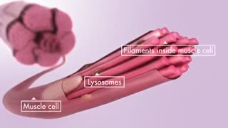 انقباضات بافت عضله