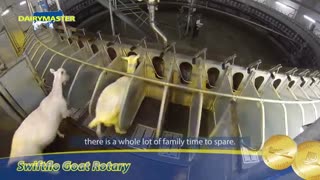 شیردوشی 1800 بز - جایزه استاد لبنیات برنده بز  سالن دوشش گردان