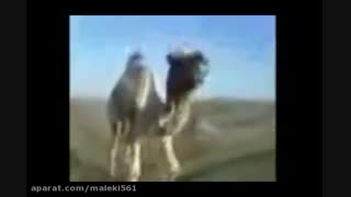 ناز نکن!حامد پهلانه!