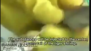 میگو رو هم تزریقی کردن ما دیگه چی بخوریم؟؟؟؟؟؟