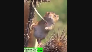 وقتی نه راه پس داری نه راه پیشششششششششش!ههههههههههههههههههههههههههههههههه خخخخخخخخخخخخخخخخخ