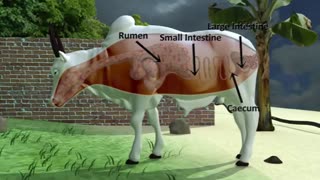 دستگاه گوارش نشخوار کنندگان