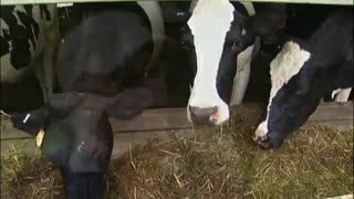 Total Mix Ration Feed for Dairy Cows