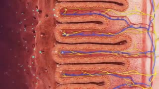 گوارش در انسان