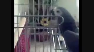 کاسکو <سخنگو >بسیارباهوش << حکومتی برا خودش >{