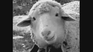 خب ساناز وارام ومصطفی کسایی هستن که کانالا بهشون واگذار شده!لطفا توضیحات)