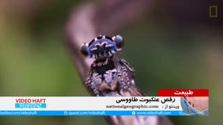 کشف شش گونه جدید از عنکبوت های طاوسی آر اف فرکشنال