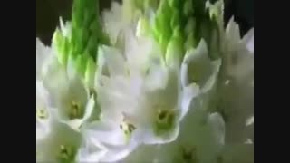 (تقدیمی دنبال کننده هام)