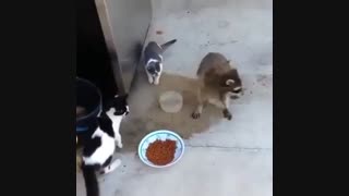 دزدی غذای گربه توسط راکن