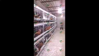 پرورش مرغ بومی در قفس