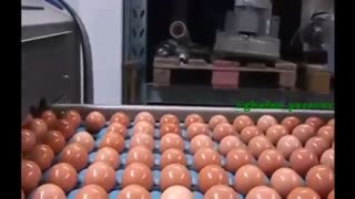 جمع آوری و جدا سازی زرده از تخم مرغ محلی