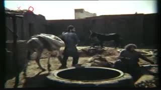 سکانس شعبان استخونی در انبوهی از … در فیلم کمیته مجازات