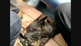 شکار پرندگان در تالابی در پاکستان با قایق