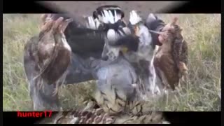 فتوکلیپ جالب از پرنده ابیا و شکار