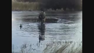شکار انبوهی از مرغابی ها در برکه ای کوچک