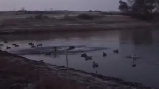 شکار مرغابی در صبح زود