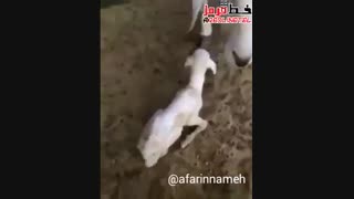 متولد شدن گوسفندی عجیب  یه شکل انسان  afarinnameh@