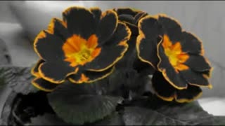 خیلی بده خاطرات خنده دار یه روز اشکتو در بیاره...