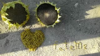 کار هنری من (خیلی سخت بود همش باد میزد بهم میریخت)با گلای آفتاب گردون باغمون