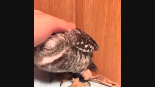 ناز کردن جغـــــــــــــ♥ــــــــــــد (وووییی جیگرررر)